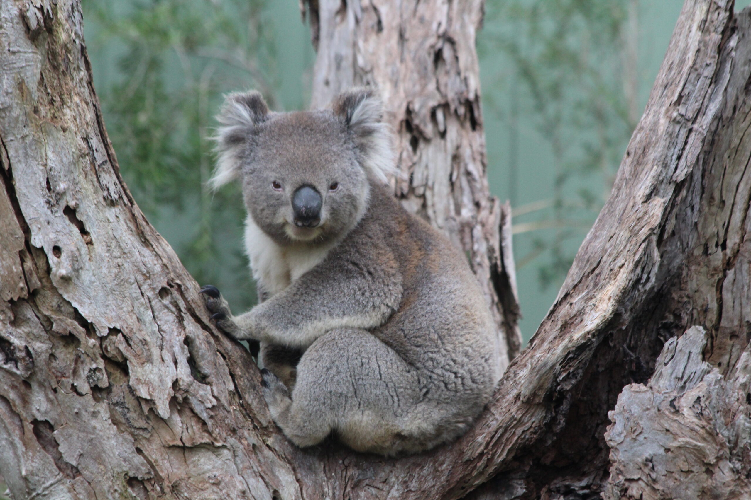 great ocean road tours wildlife tours melbourne